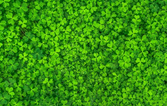 The Power Of Color Green Wallpaper