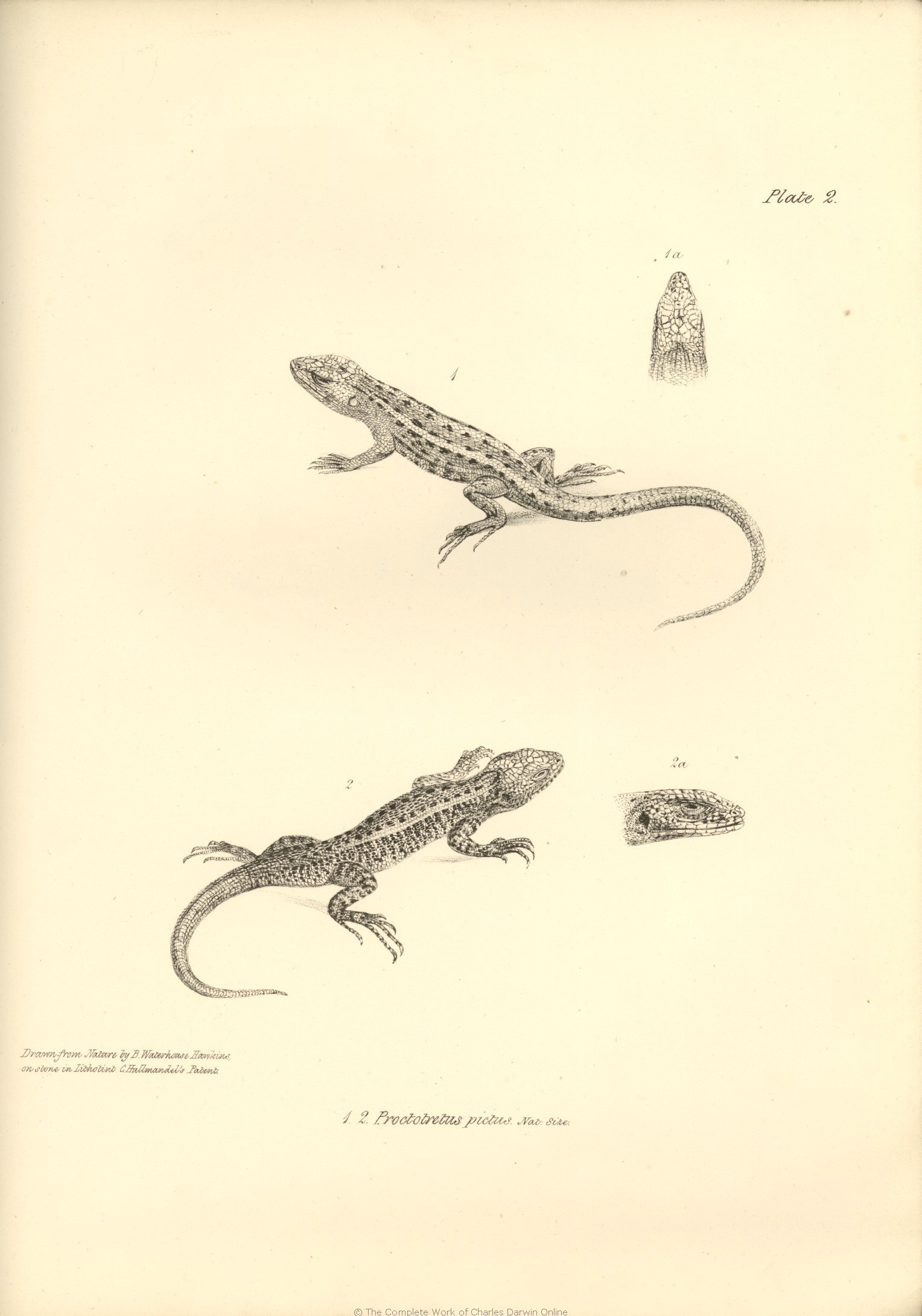 Charles Darwin Bilder The Zoology Of Voyage H M S Beagle