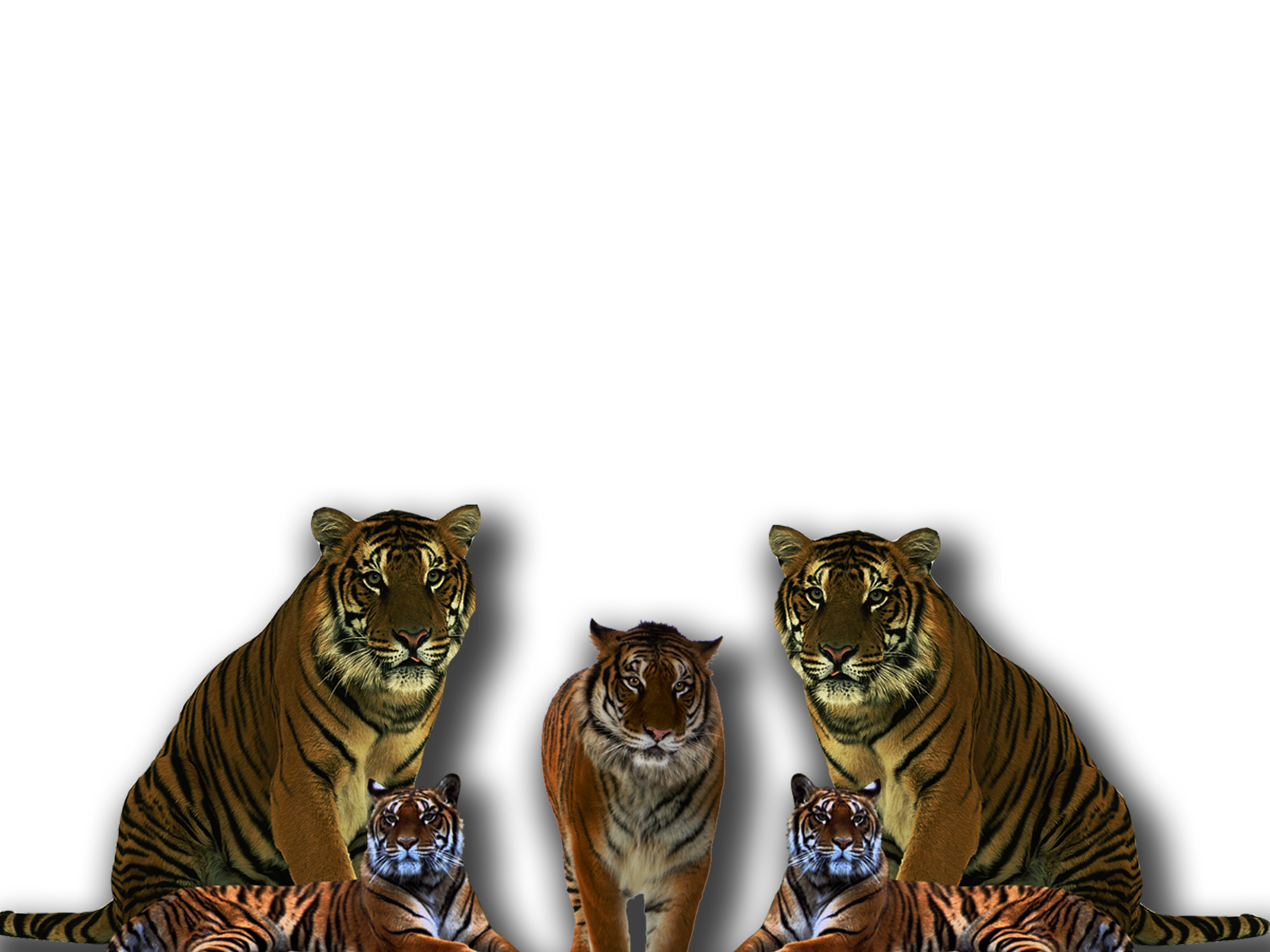 Free Download Tiger Pngpng 1600x1200 For Your Desktop Mobile Tablet Explore 74 Png Wallpapers Tumblr Png Wallpapers Galaxy Wallpaper Png Hd Wallpaper Png