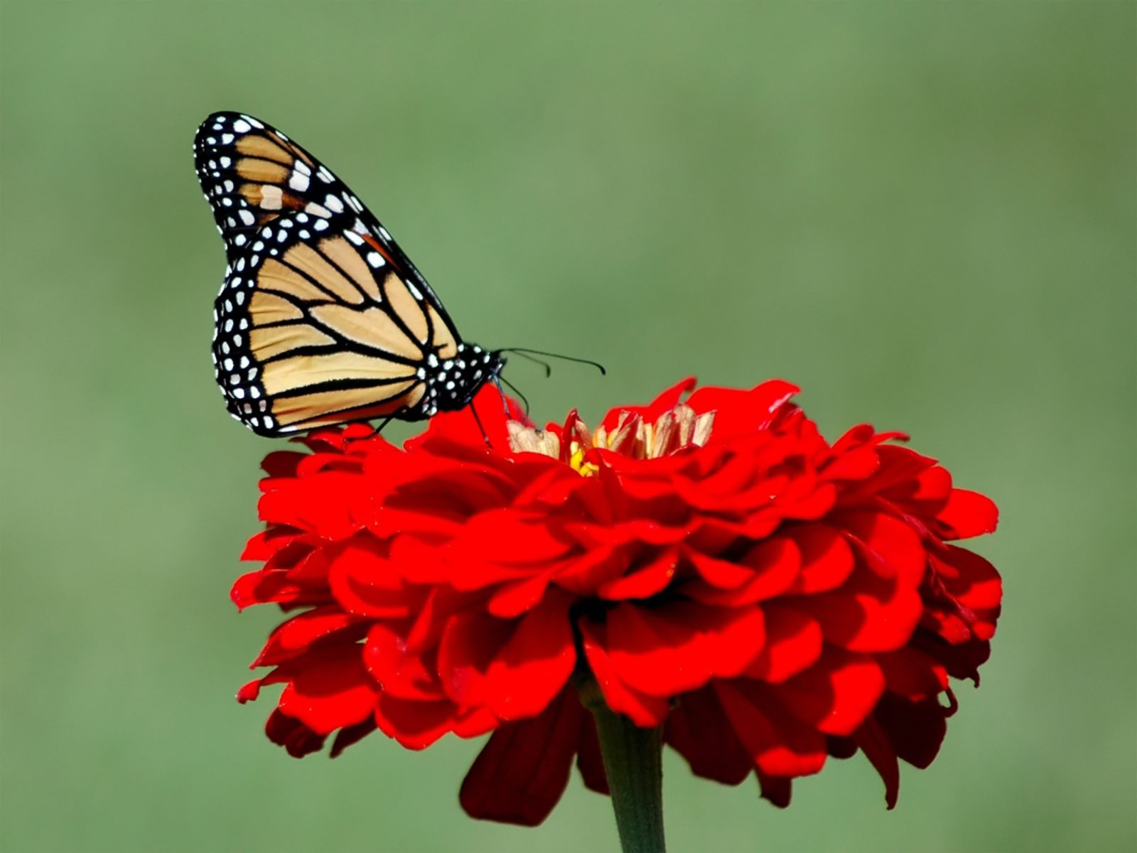Red Butterfly Desktop HD Wallpaper Site