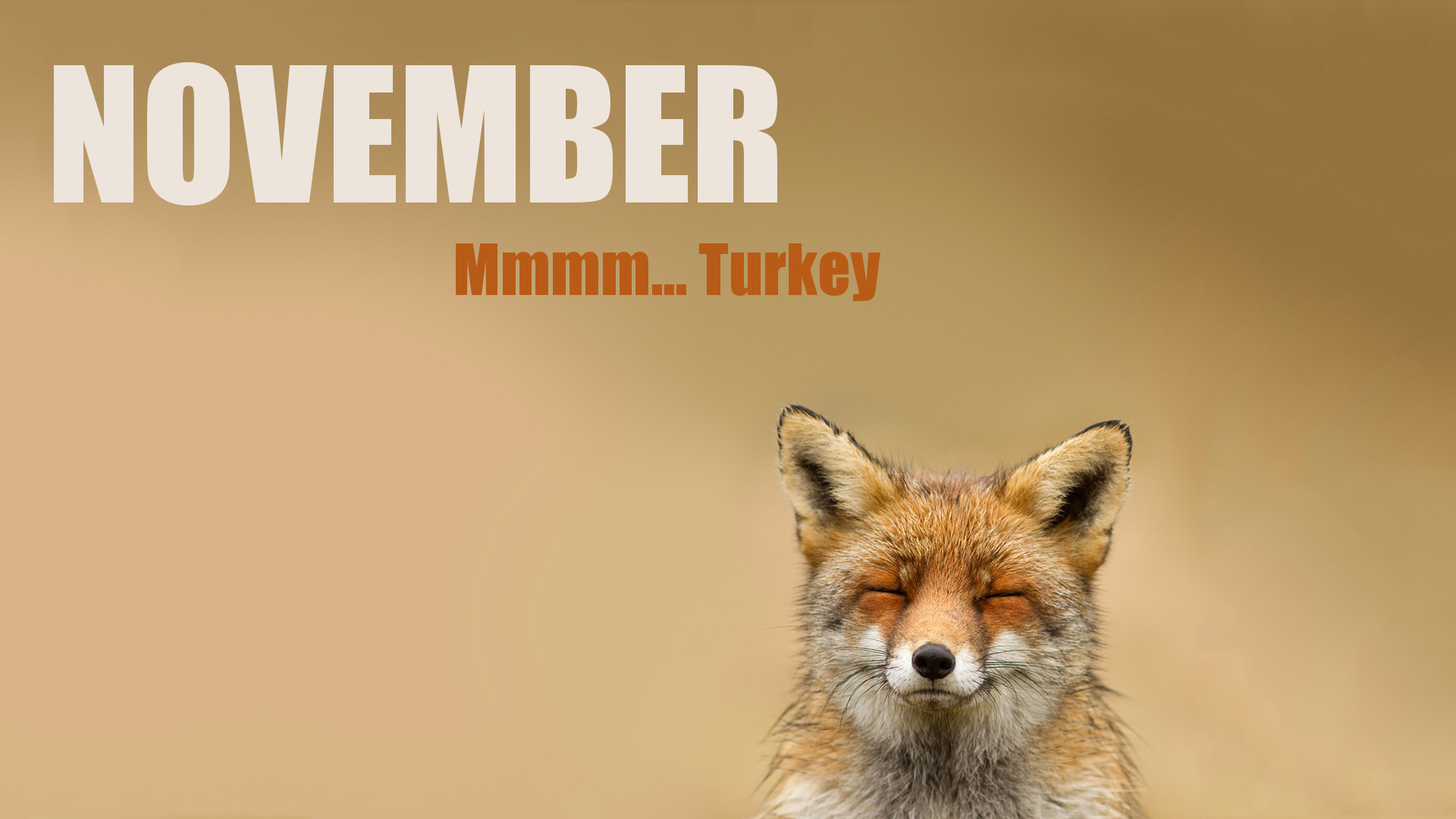 Thanksgiving November Wolf Turkey Wallpaper Search More High