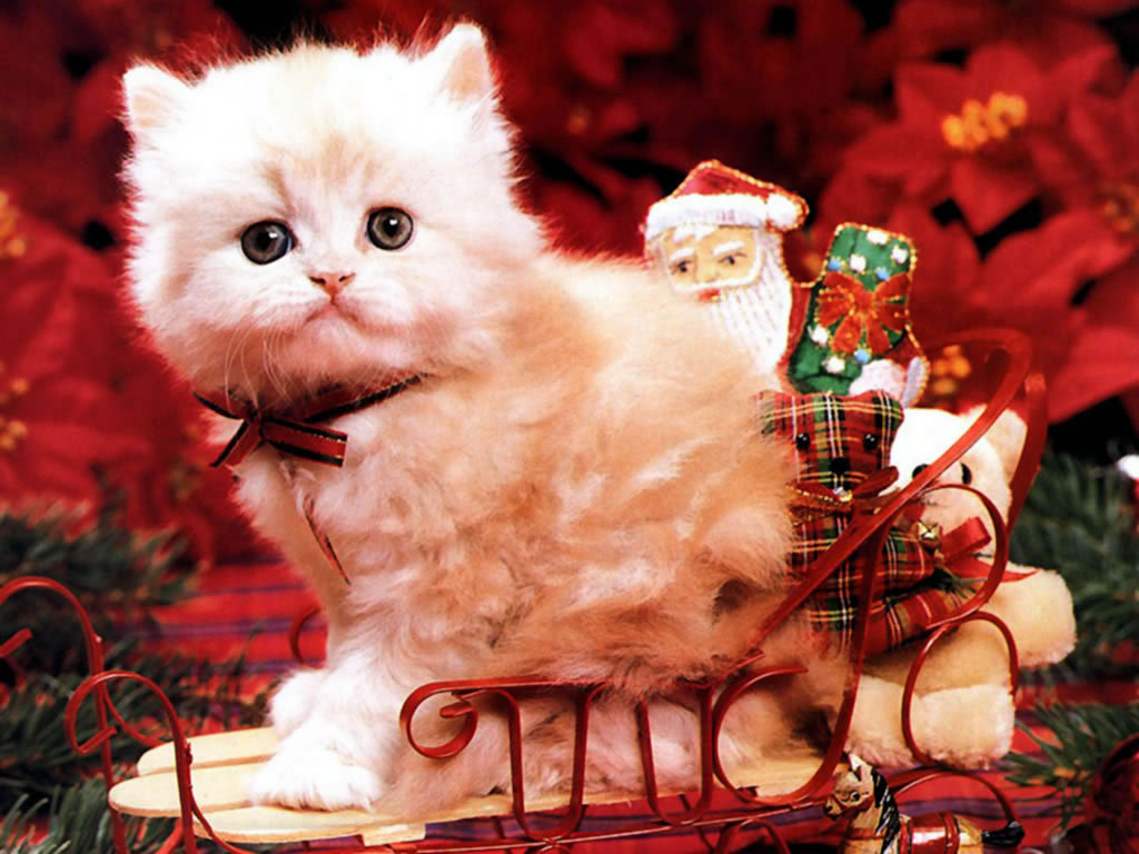 Christmas Kitten HD Wallpaper Gallery