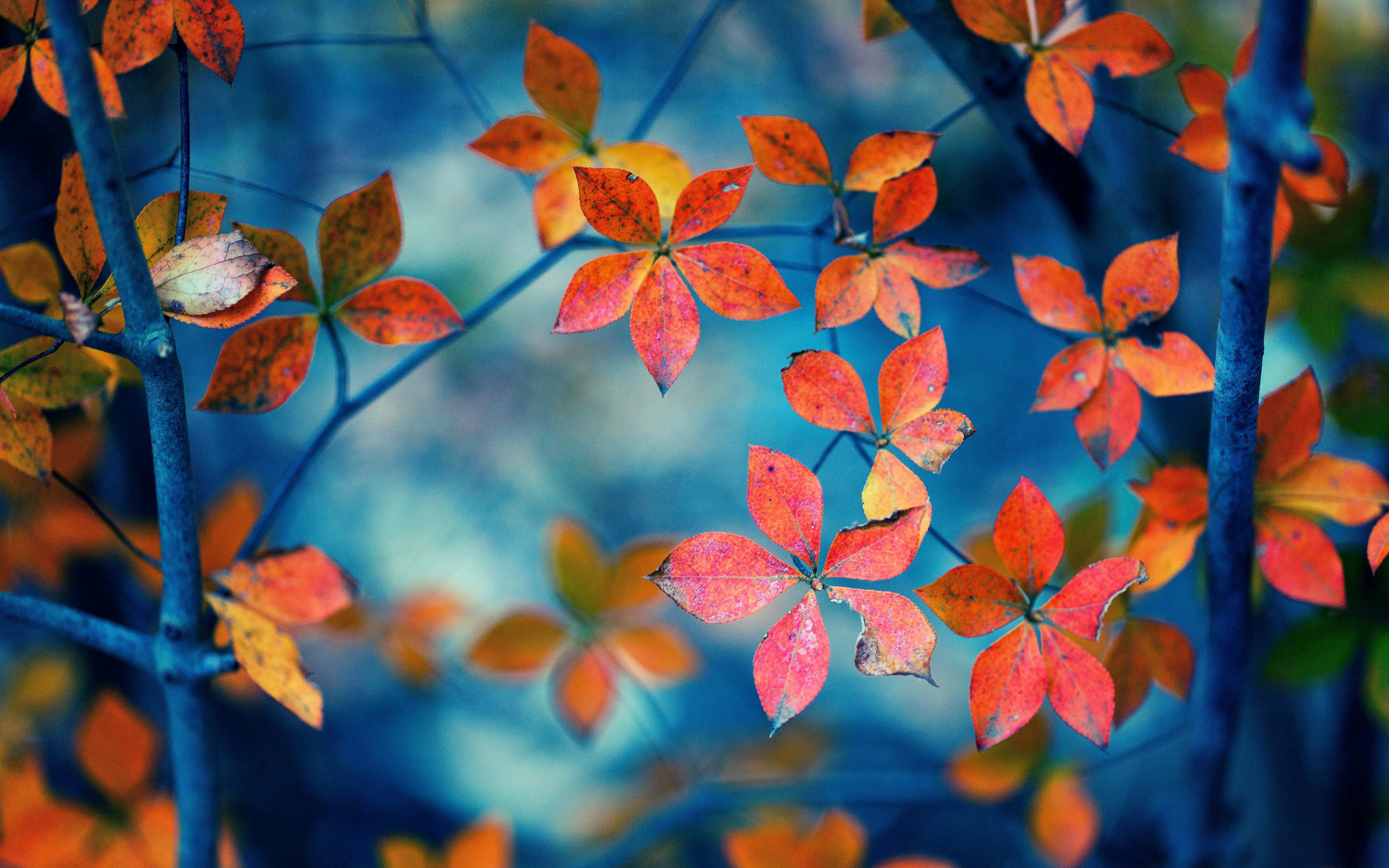 Autumn Orange Leaves HD Wallpapers