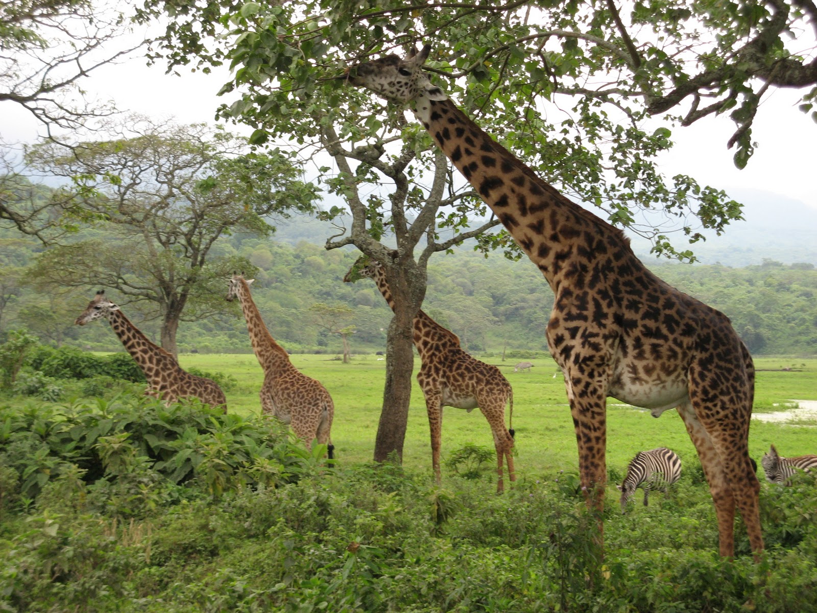 Cher Dekraker On Giraffe