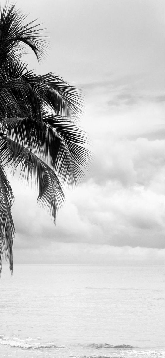 Greyandwhite Blackandwhite Vacation Palmeiras Palm Beach