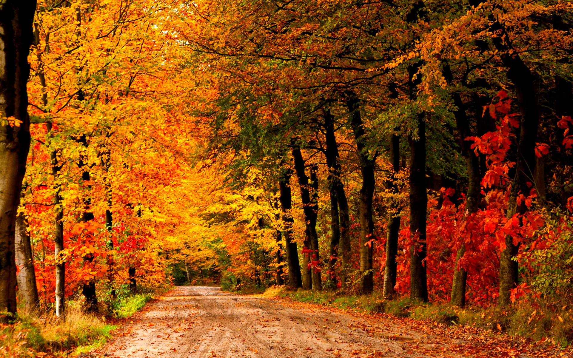 Country Road Wallpaper