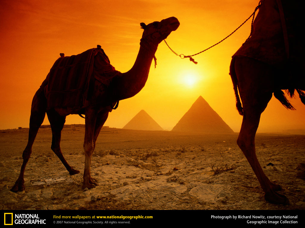 Camels And Pyramids Wallpaper Egypt