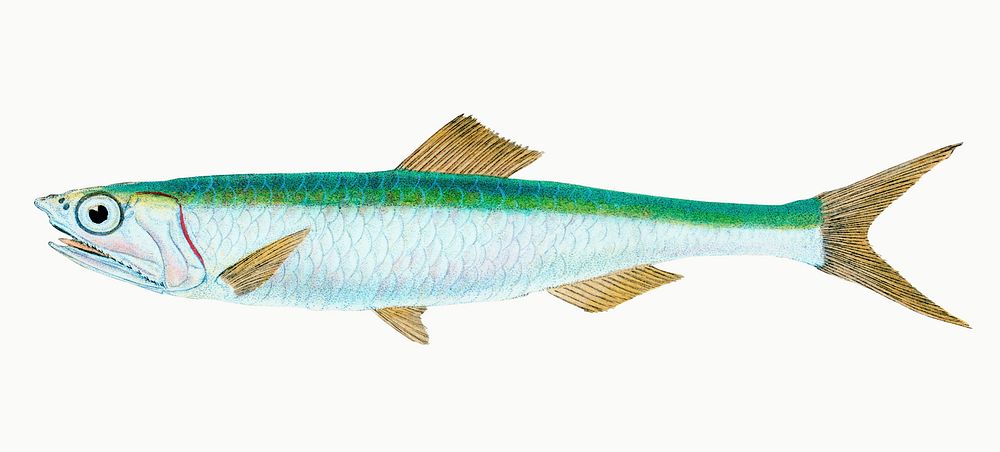 Vintage Illustration Of Smelt Wallpaper