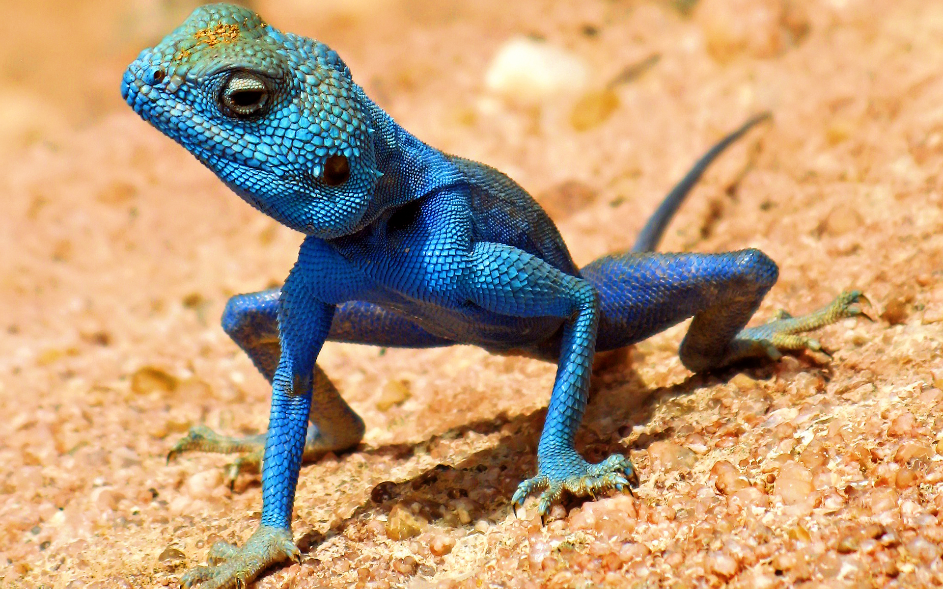 Blue Lizard Natzi S Stash