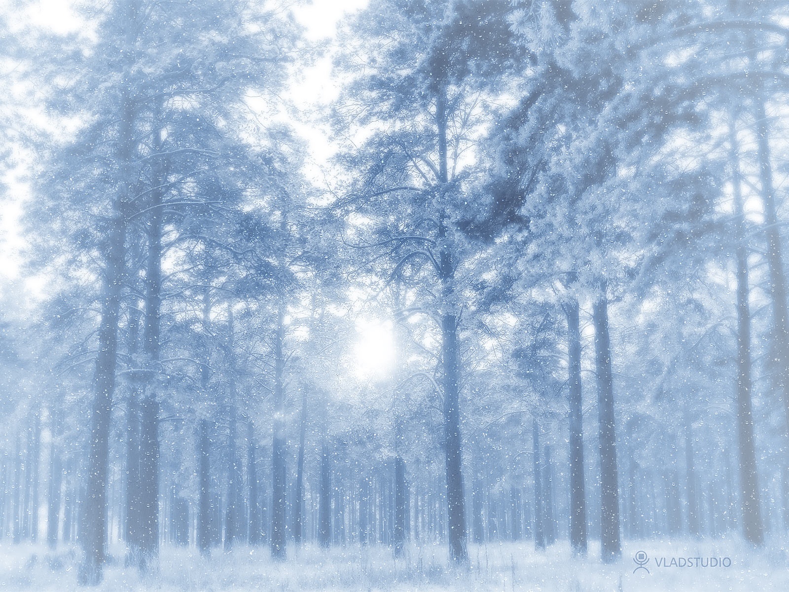 Winter Forest Desktop Pc And Mac Wallpaper
