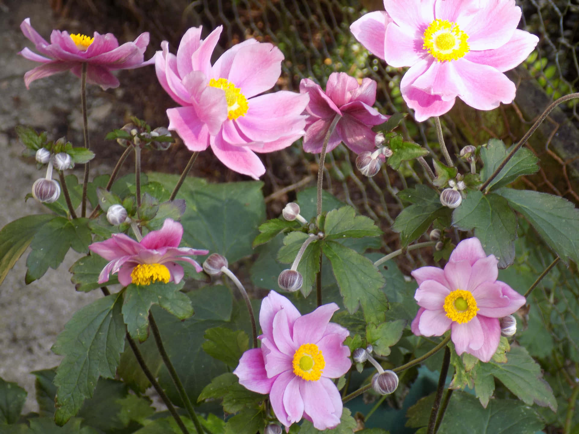 Anemone Flower Picture Wallpaper