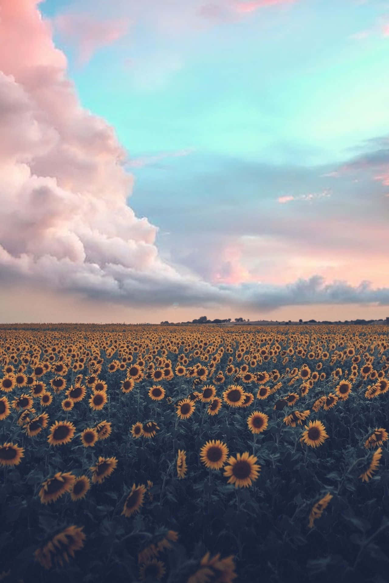 Aesthetic Nature Wallpaper