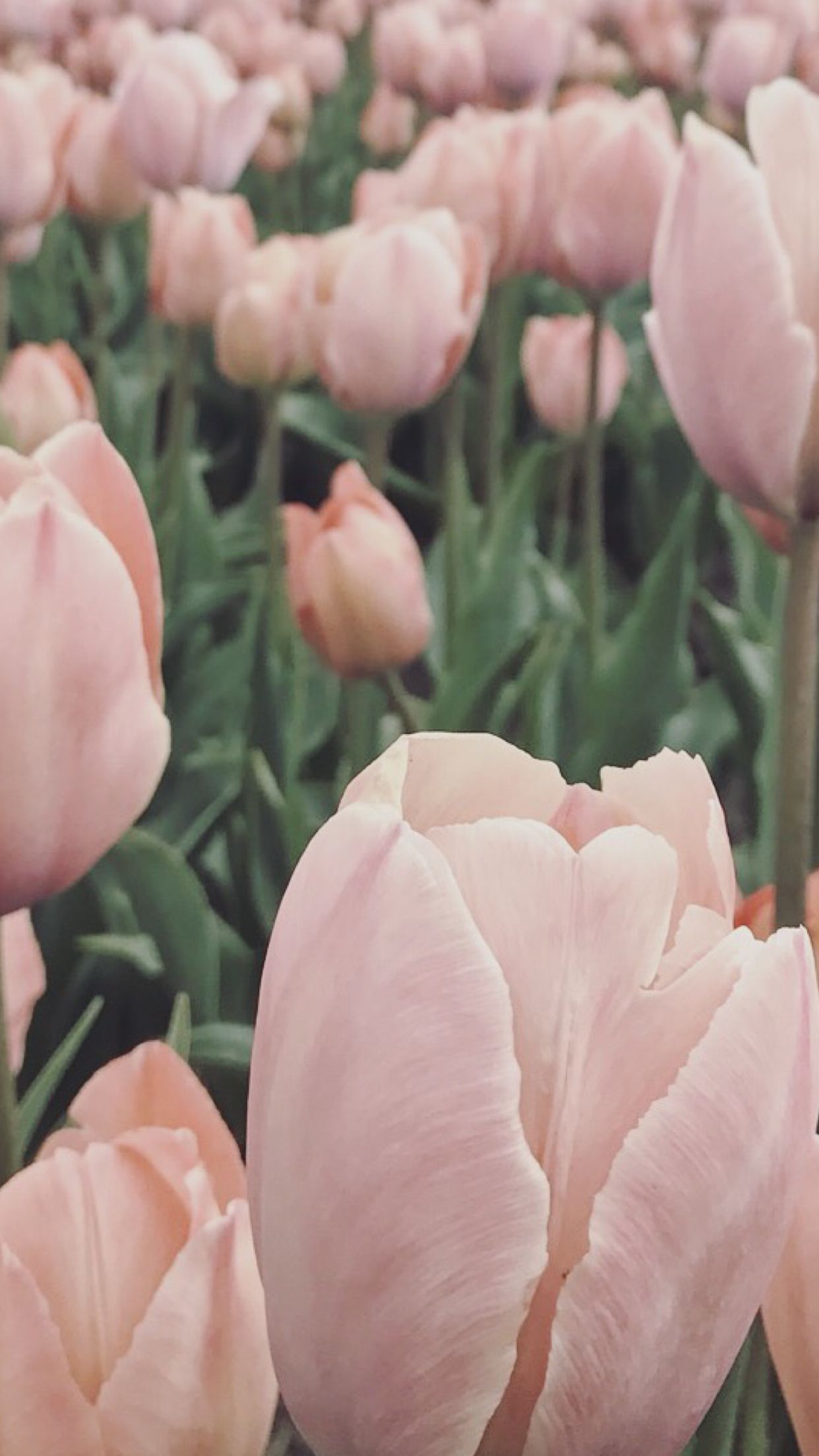 Flower Wallpaper