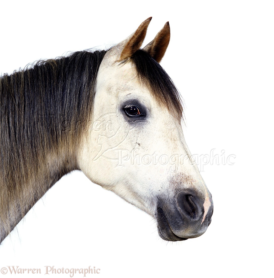 Horse Head On White Background Black Silhouette