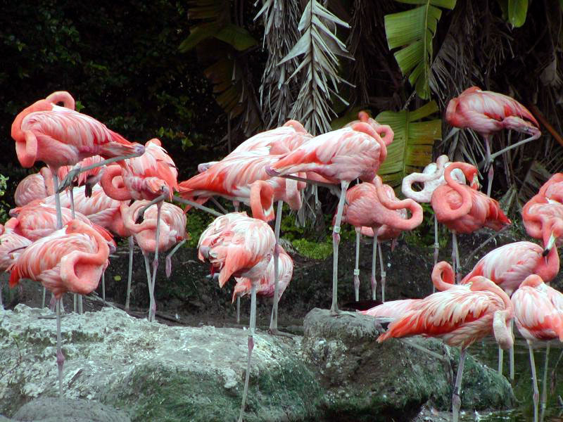 Flamingos Pink Wallpaper Background