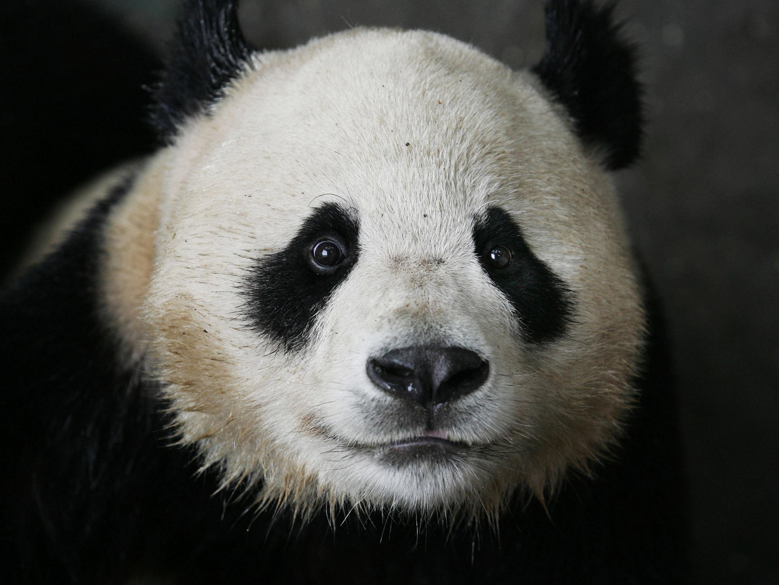 Panda Wallpaper Image Photos Picture
