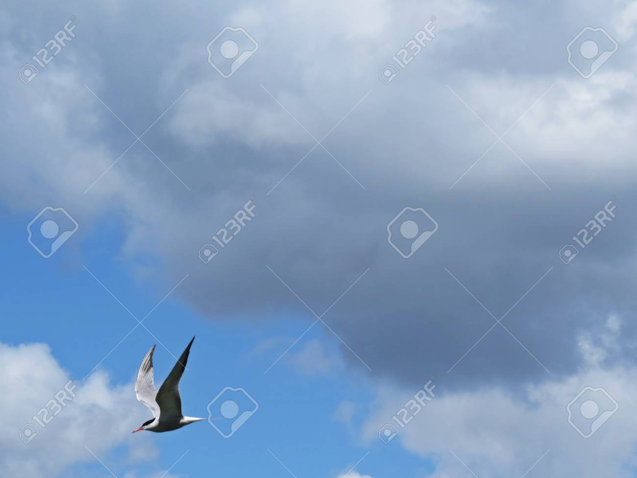Seagull Mew Bird Flying At A Background Of Dark Storm Clouds