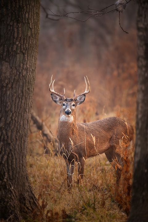 Whitetail Buck Wallpaper A Deer
