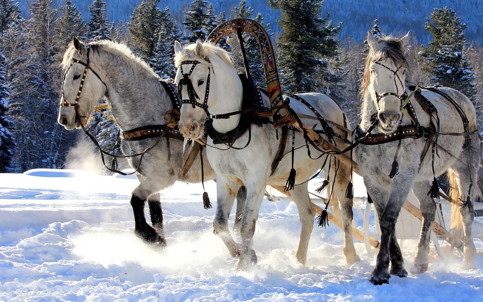 HD Wallpaper Of White Horses Running Through The Snow In Winter