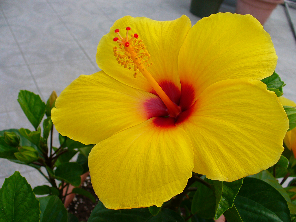 Hibiscus Flowers Wallpaper