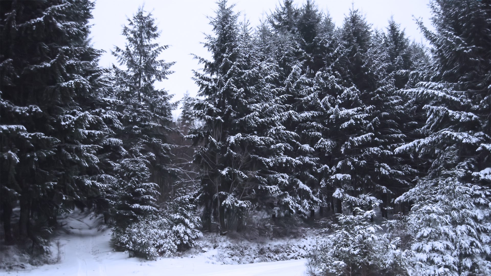 Wallpaper 1080p Frozen Forest By Iamsointense