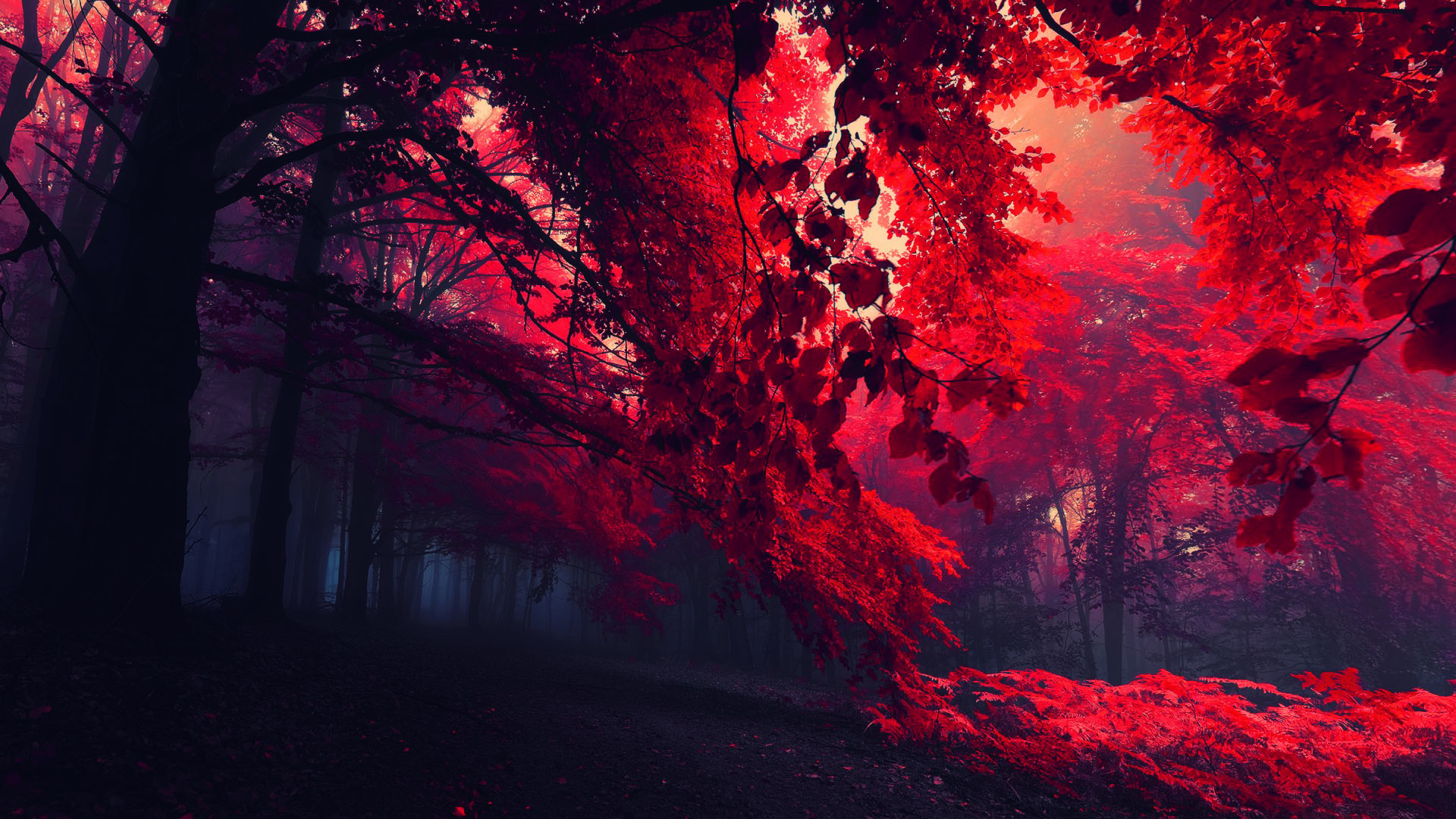 Red Leaves Beautiful Fall Landscapes HD Wallpaper