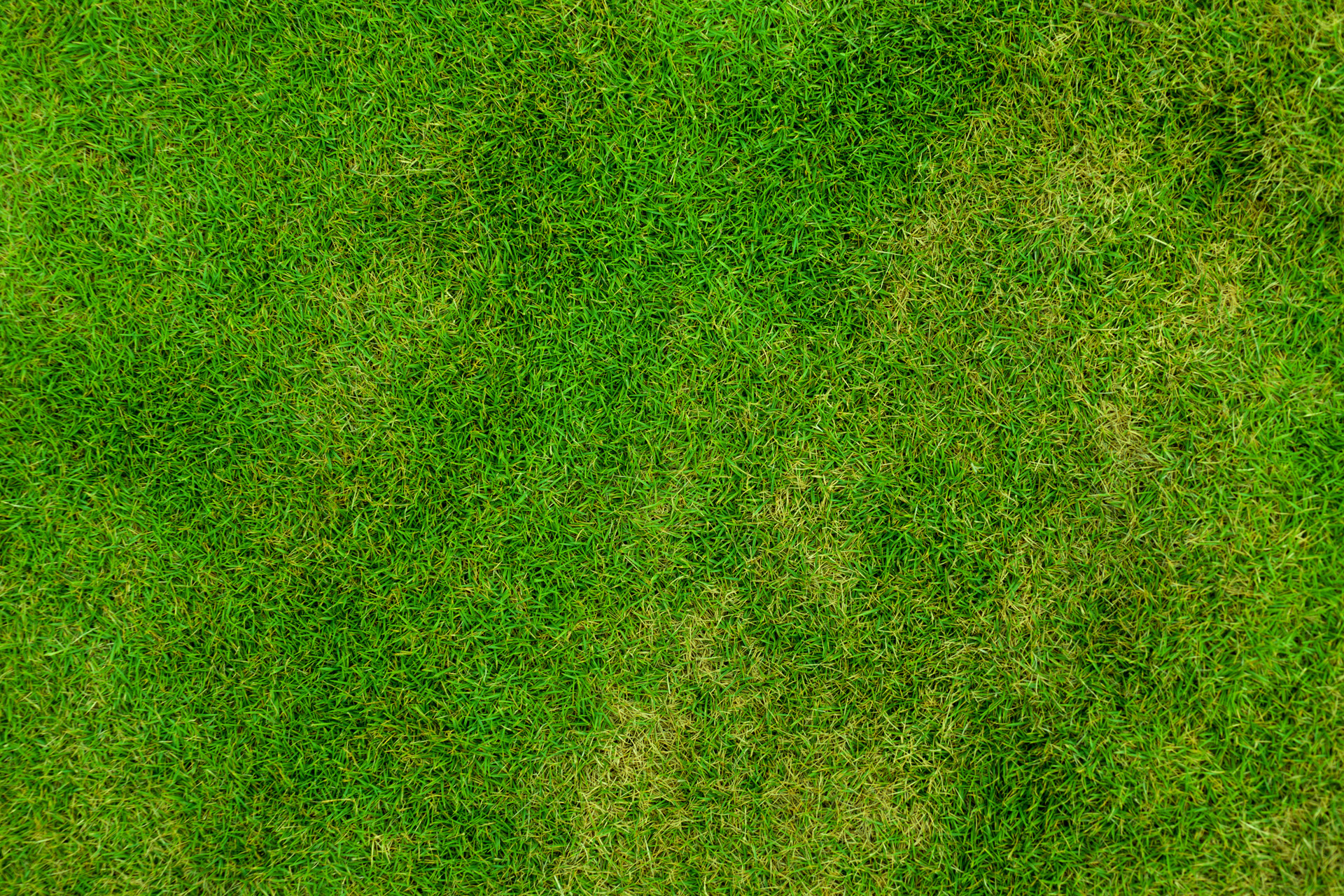 Texture Green Grass Photo