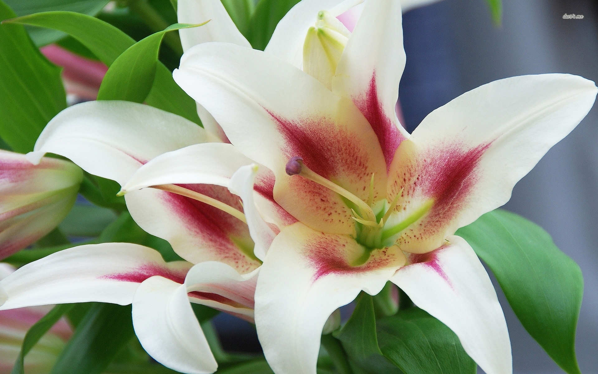 White Lily Wallpaper Flower