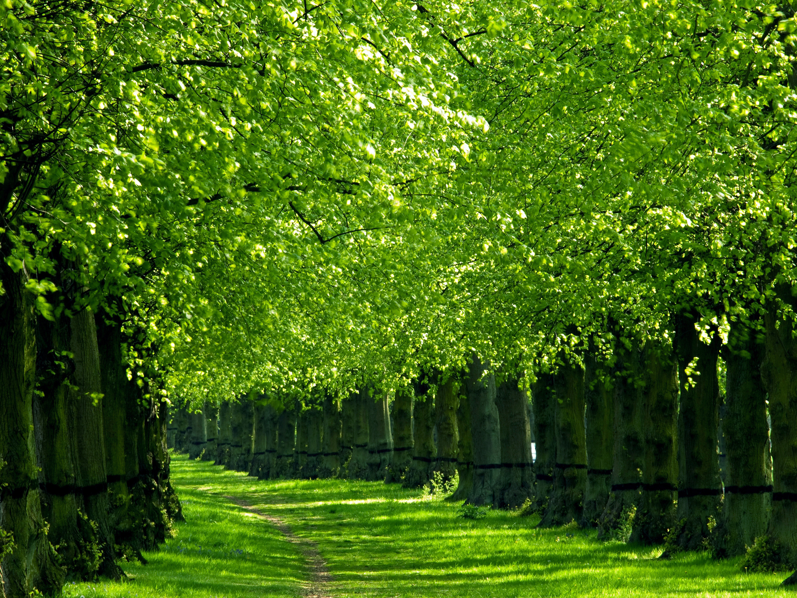 Trees Green Nature HD Wallpaper 3d Desktop