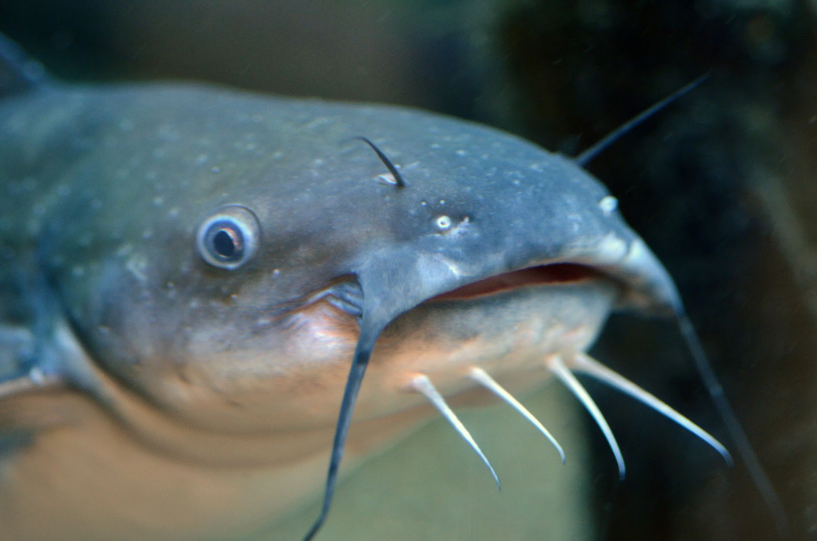 Exploring the Depths: Unveiling the Wonders of the Blue Catfish