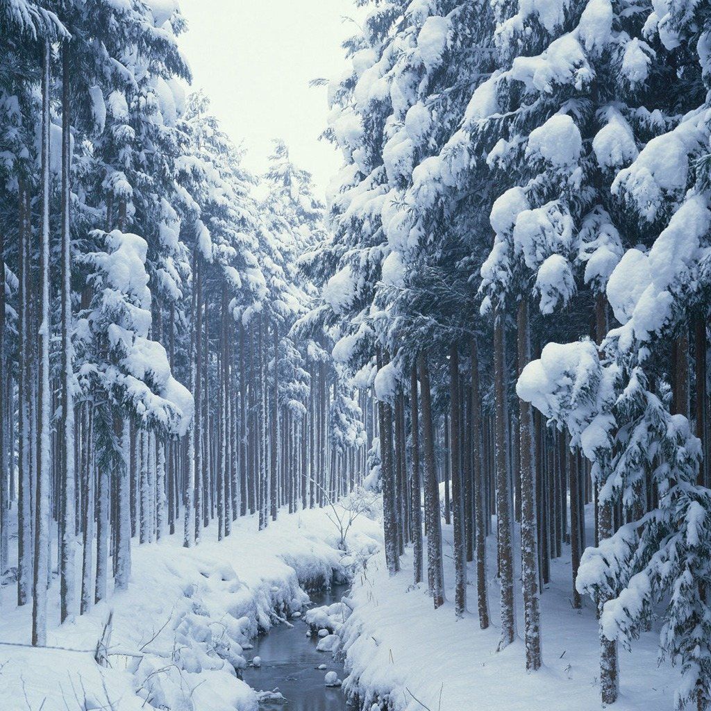 Winter Snow Forest River Wallpaper For Apple iPad