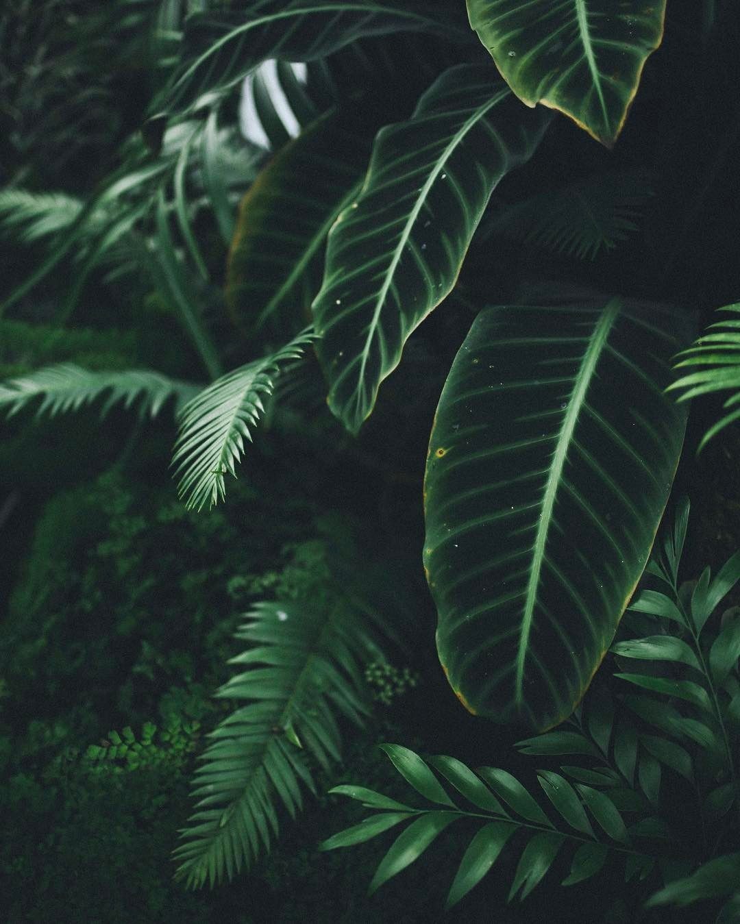 Tropical Plants Wallpaper Top Background