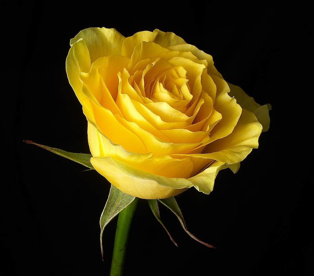 Cool Wallpaper Yellow Rose
