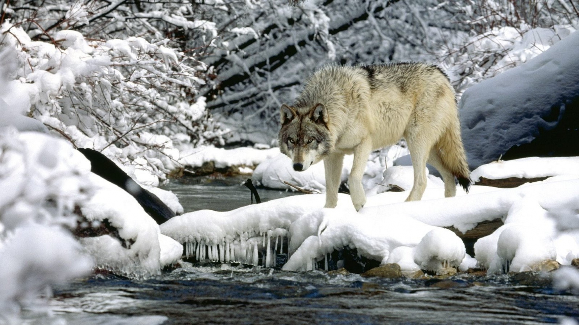Wallpaper Water River Snow Spring Wolf Full HD 1080p