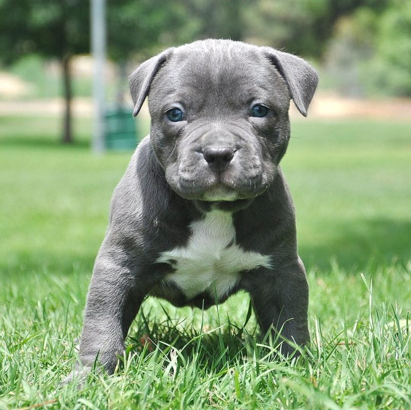 Pitbull Puppies Available Now