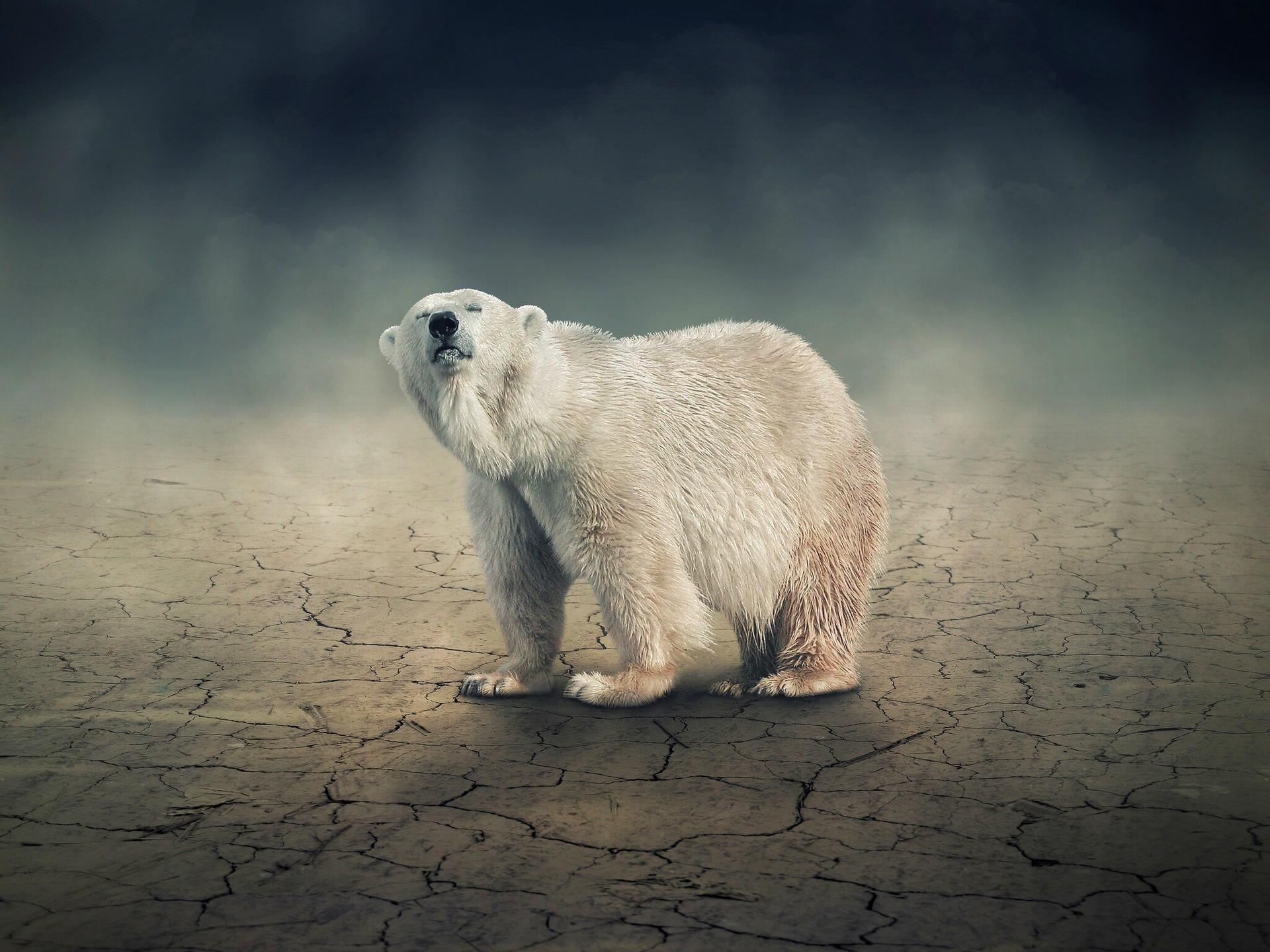 Polar Bear HD Wallpaper For Desktop Pictures