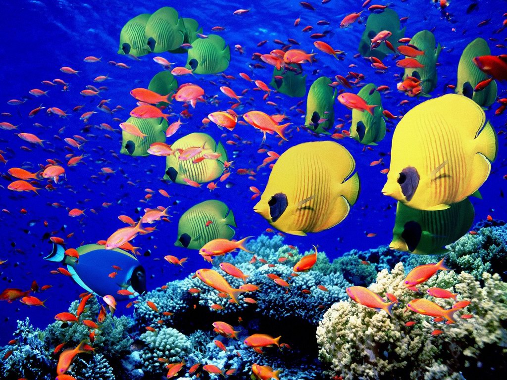 Tropical School Of Fish Underwater Wallpaper