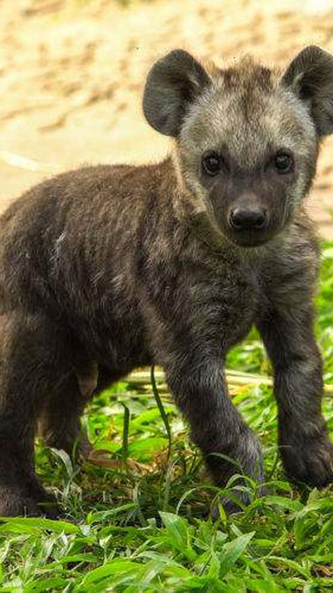 Your Daily Dose Of Cute Baby Hyena Born At Busch Gardens Said To
