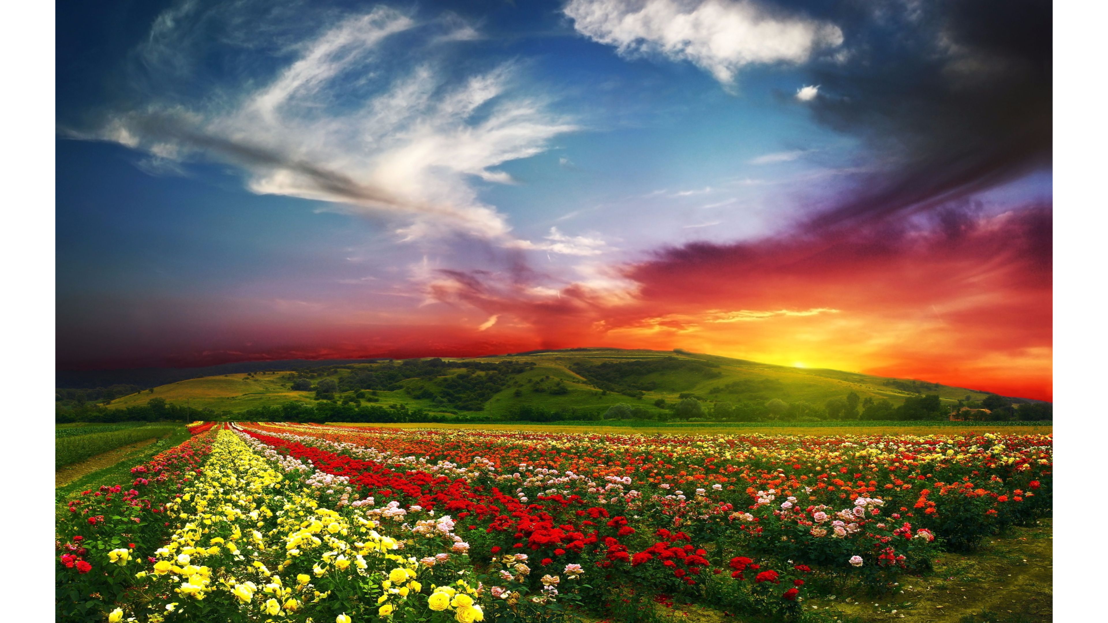 Free download Colorful Spring Flowers 4K Nature Wallpaper 4K [3840x2160