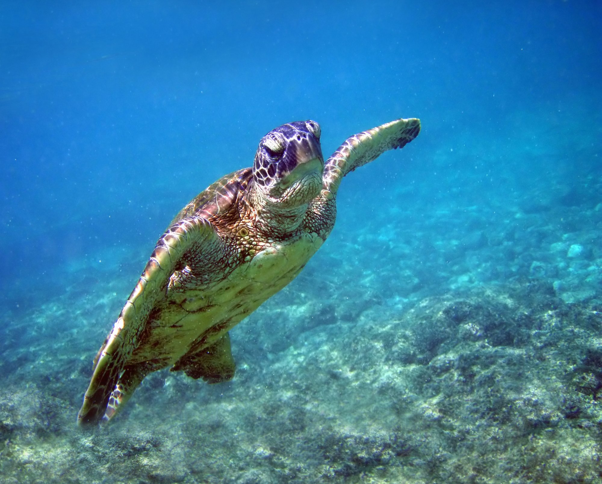 High Resolution Image Green Sea Turtle HD Animal Wallpaper
