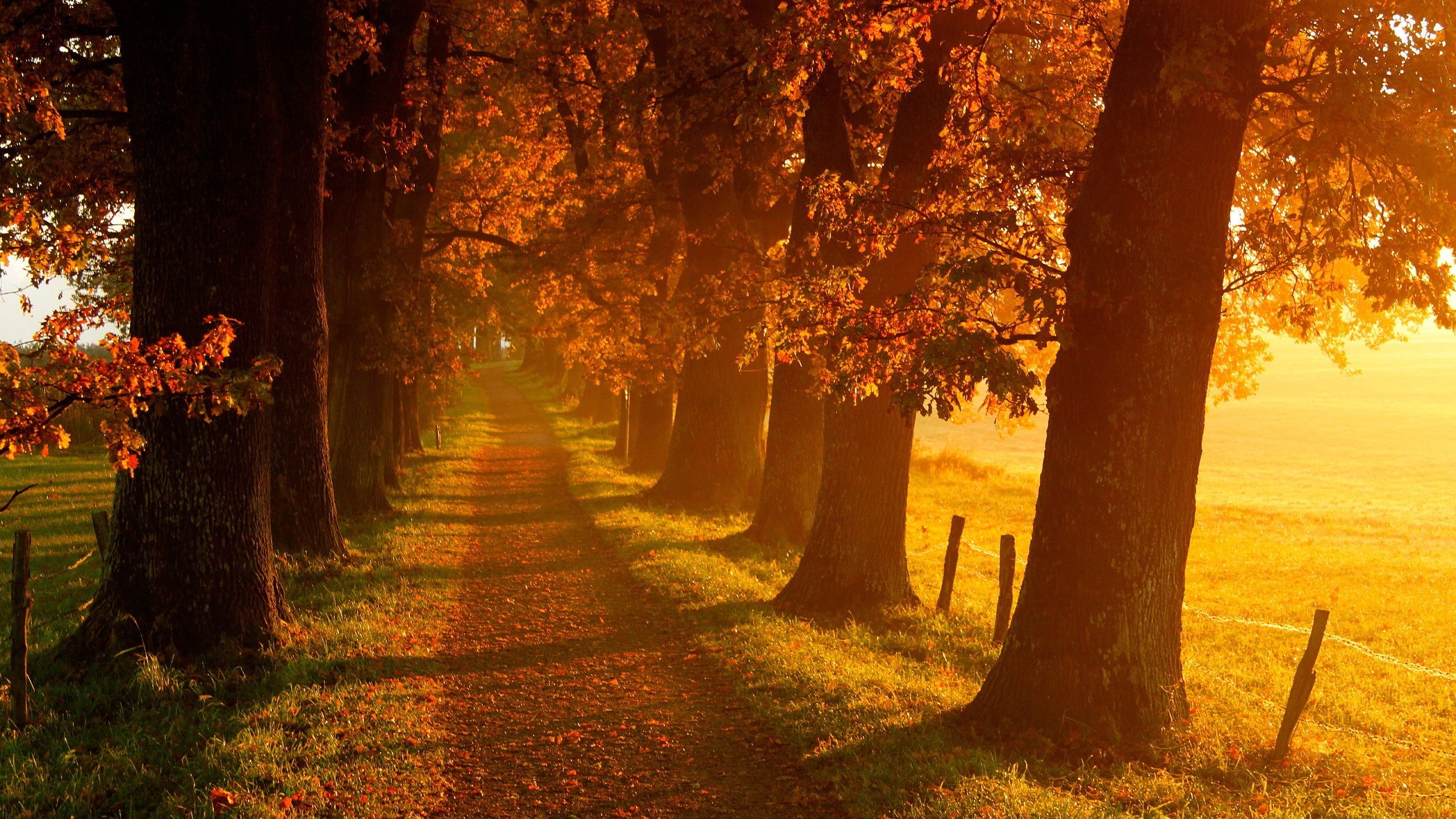 Fall Wallpaper On