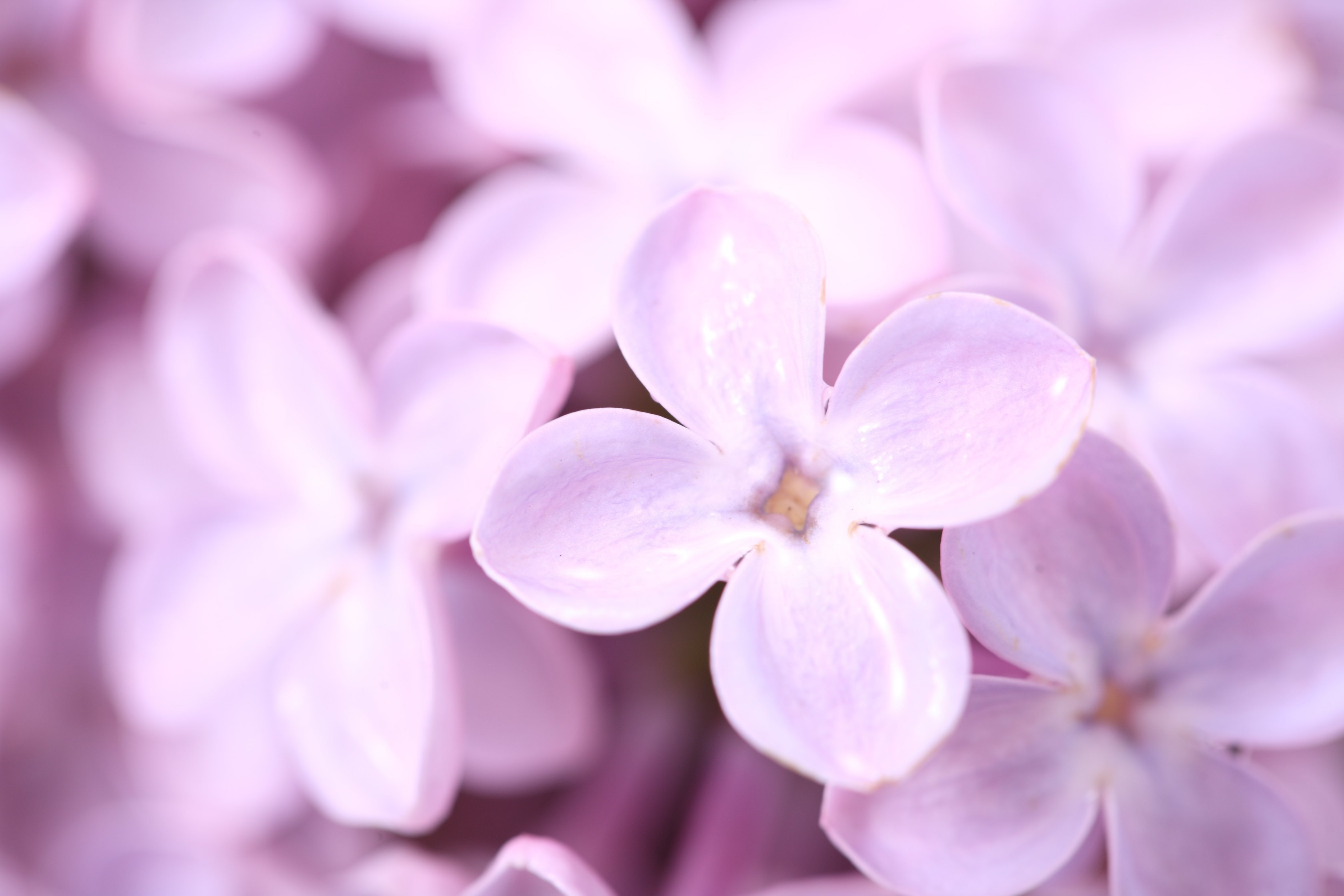 Wallpaper Syringa lilac flower spring macro petals desktop