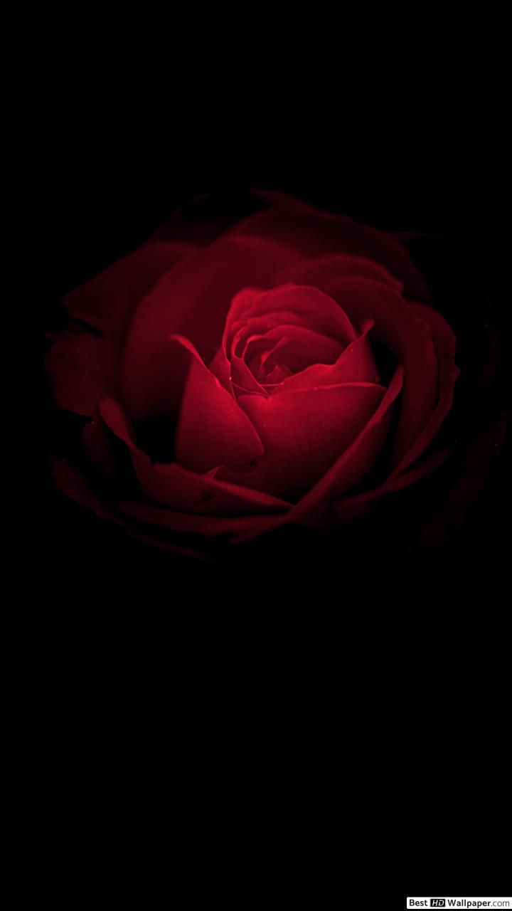 Black Roses iPhone Wallpaper On