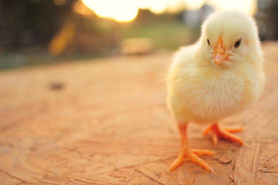 Cute Baby Chicken Wallpaper For Android Apk