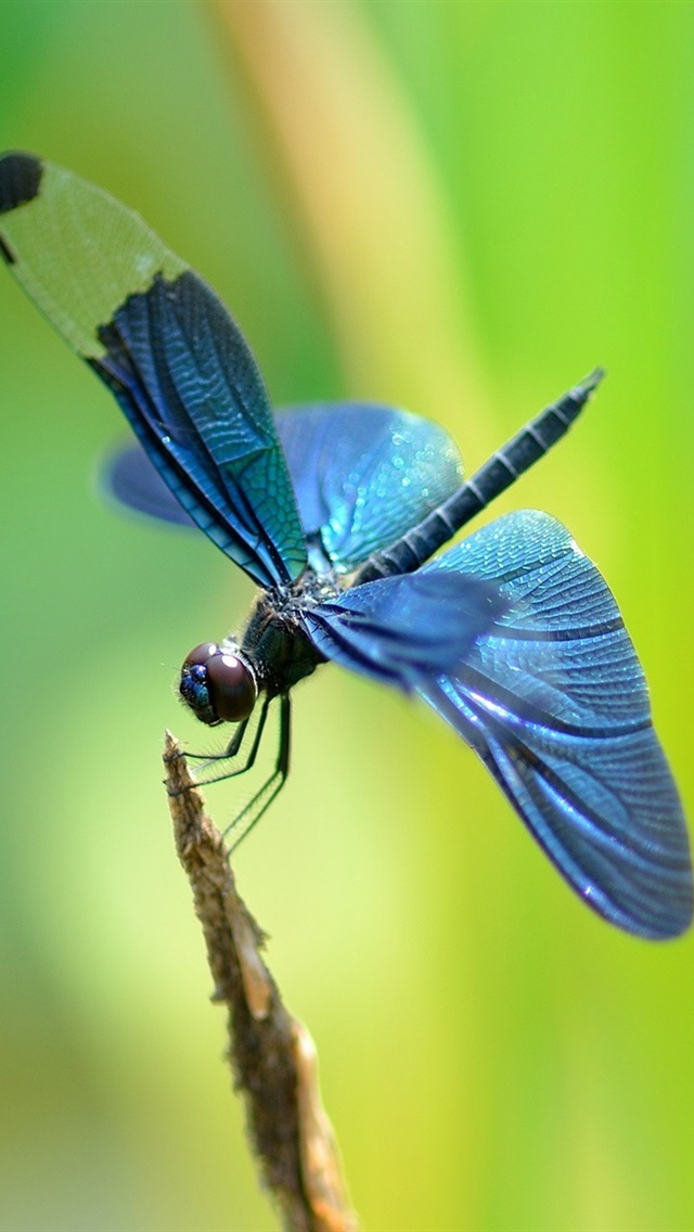 Wallpaper Twig Blue Dragonfly HD Picture Image