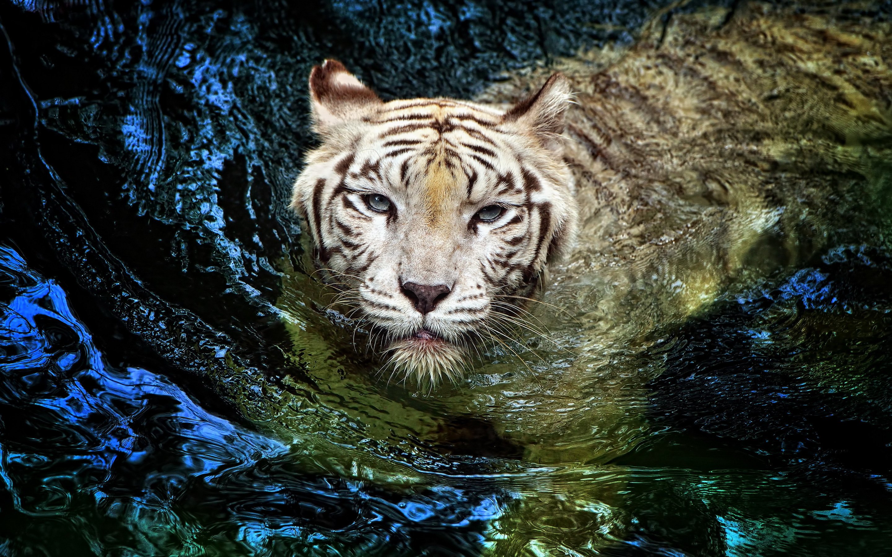 White Tiger Swimming HD Wallpapers 2880x1800