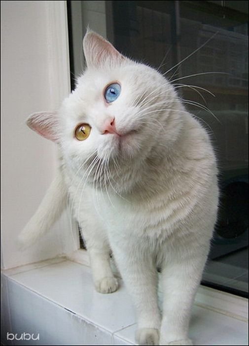 Image Cat With Two Different Color Eyes Pc Android iPhone