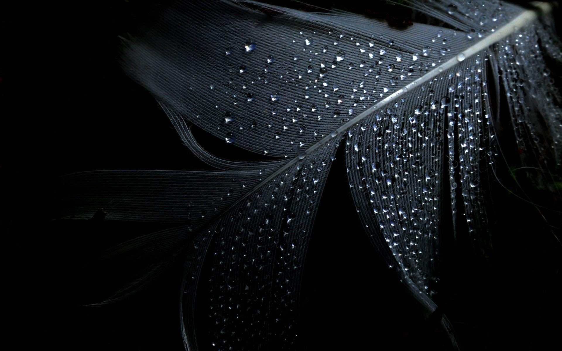 Best Black Wallpaper From Around The World