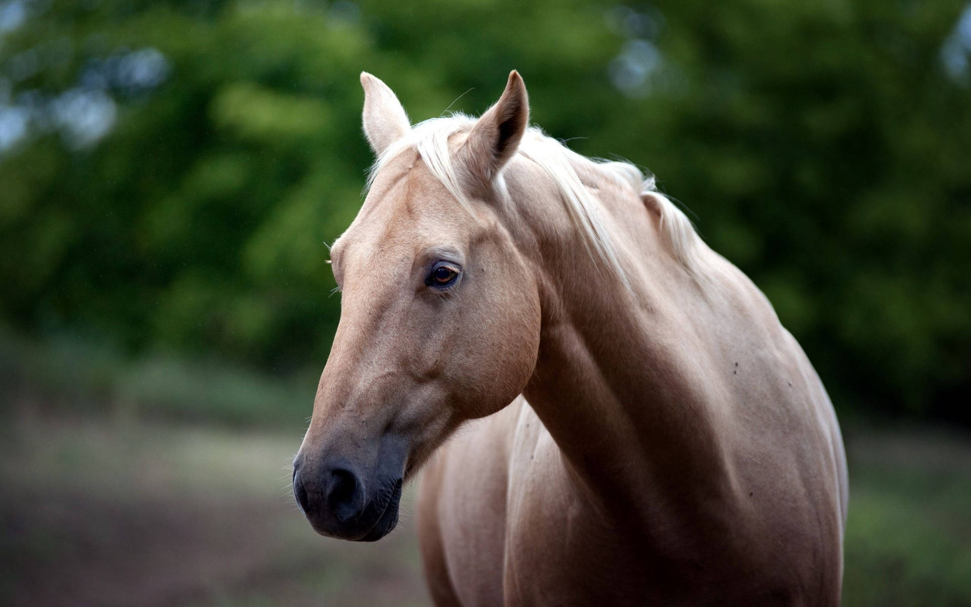 Top Horse Face Wallpaper Full HD 4k To Use