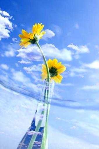 Blue Sky And Yellow Flower In Glass iPhone HD Wallpaper